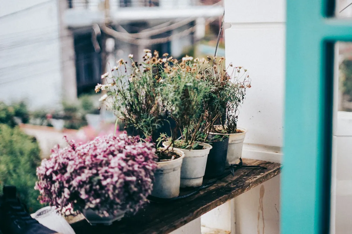 A Beginner's Guide to Container Gardening on a North-Facing Balcony