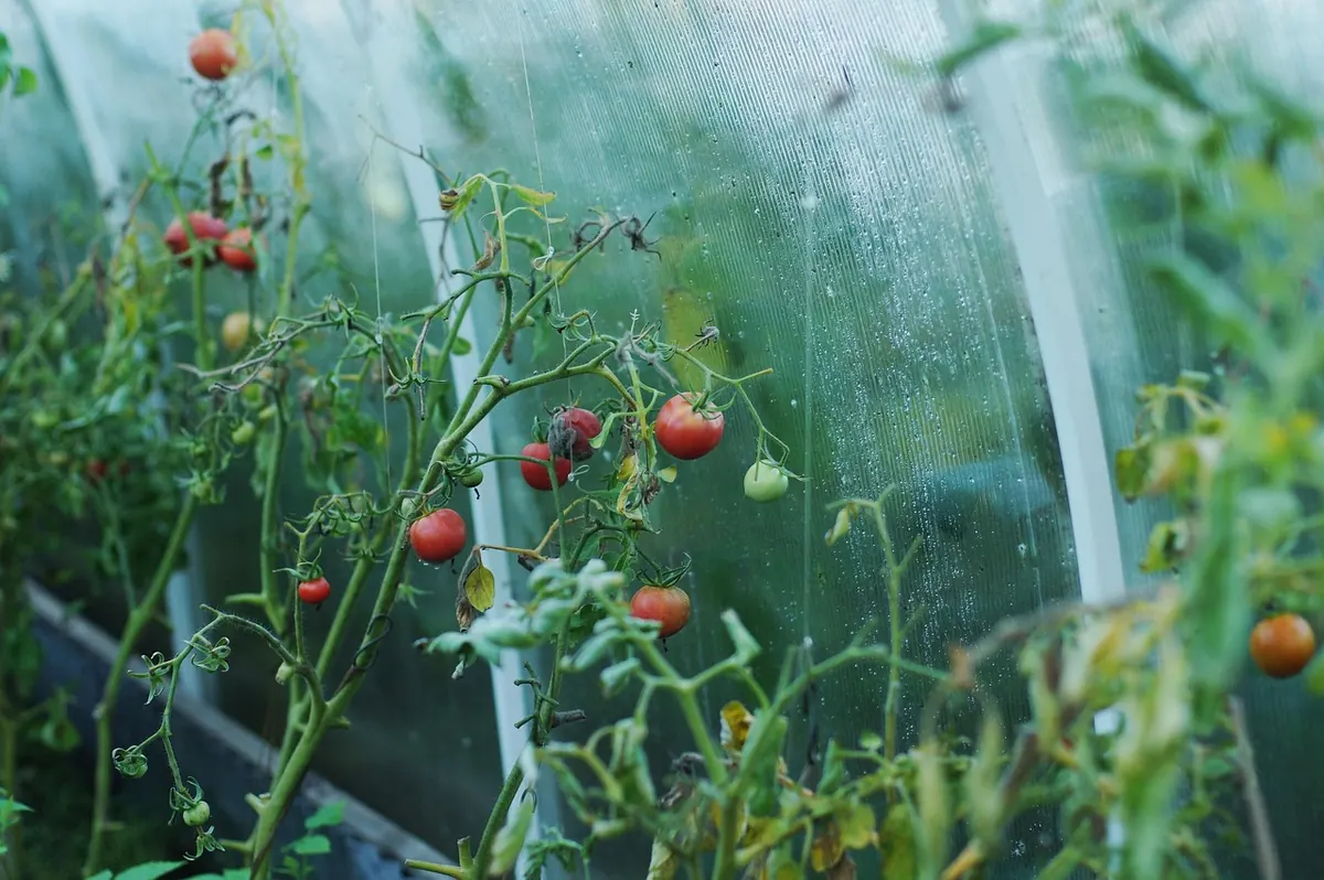 A Beginner's Guide to Growing Tomatoes in a UK Greenhouse