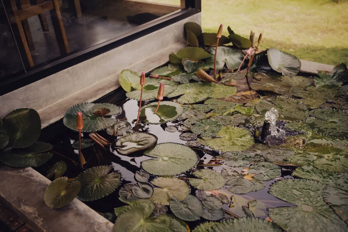 How to Build a Wildlife Pond in a Small Garden