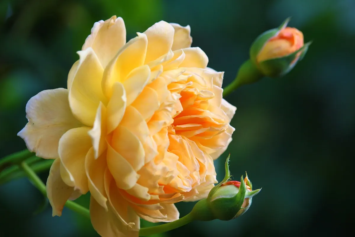 How to Prune Roses Without Causing Dieback