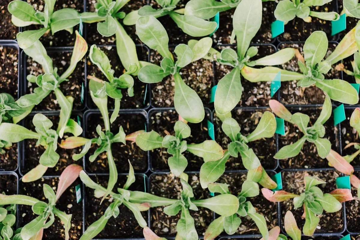 What to Sow in March for a Summer Harvest